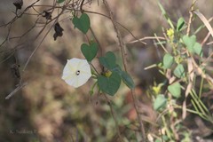 Ipomoea obscura
